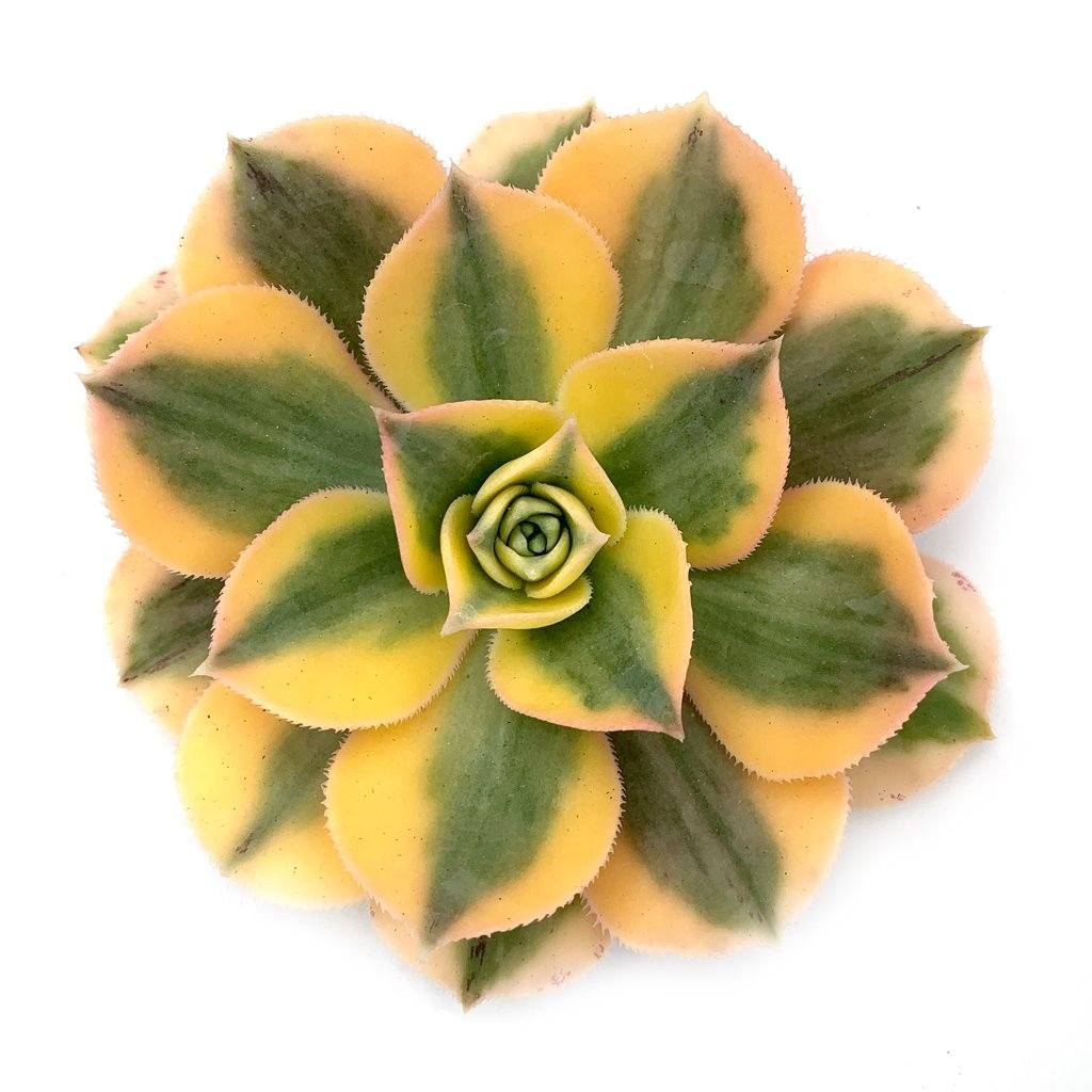 succulent sunburst Aeonium 'Sunburst'