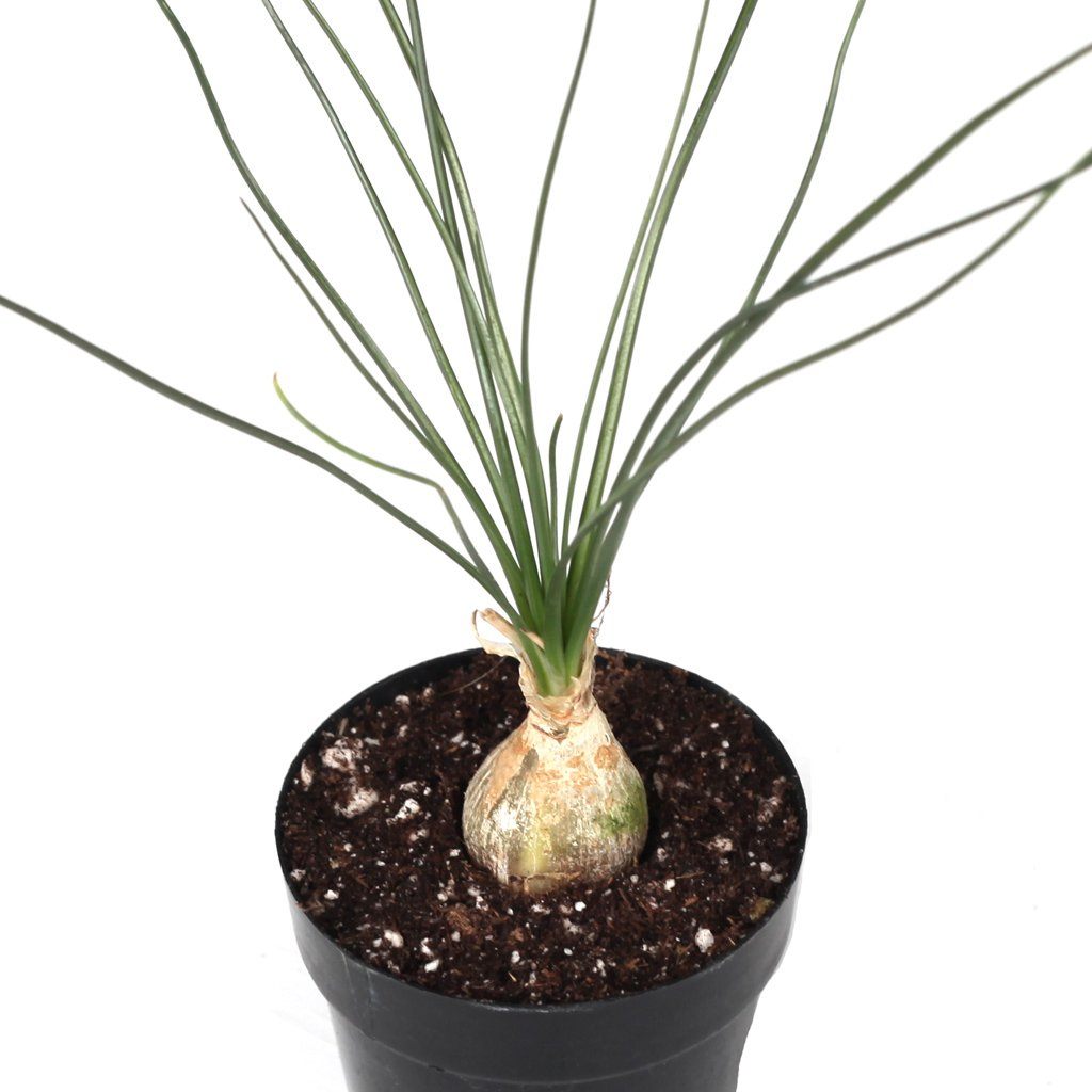 albuca succulent Albuca humilis