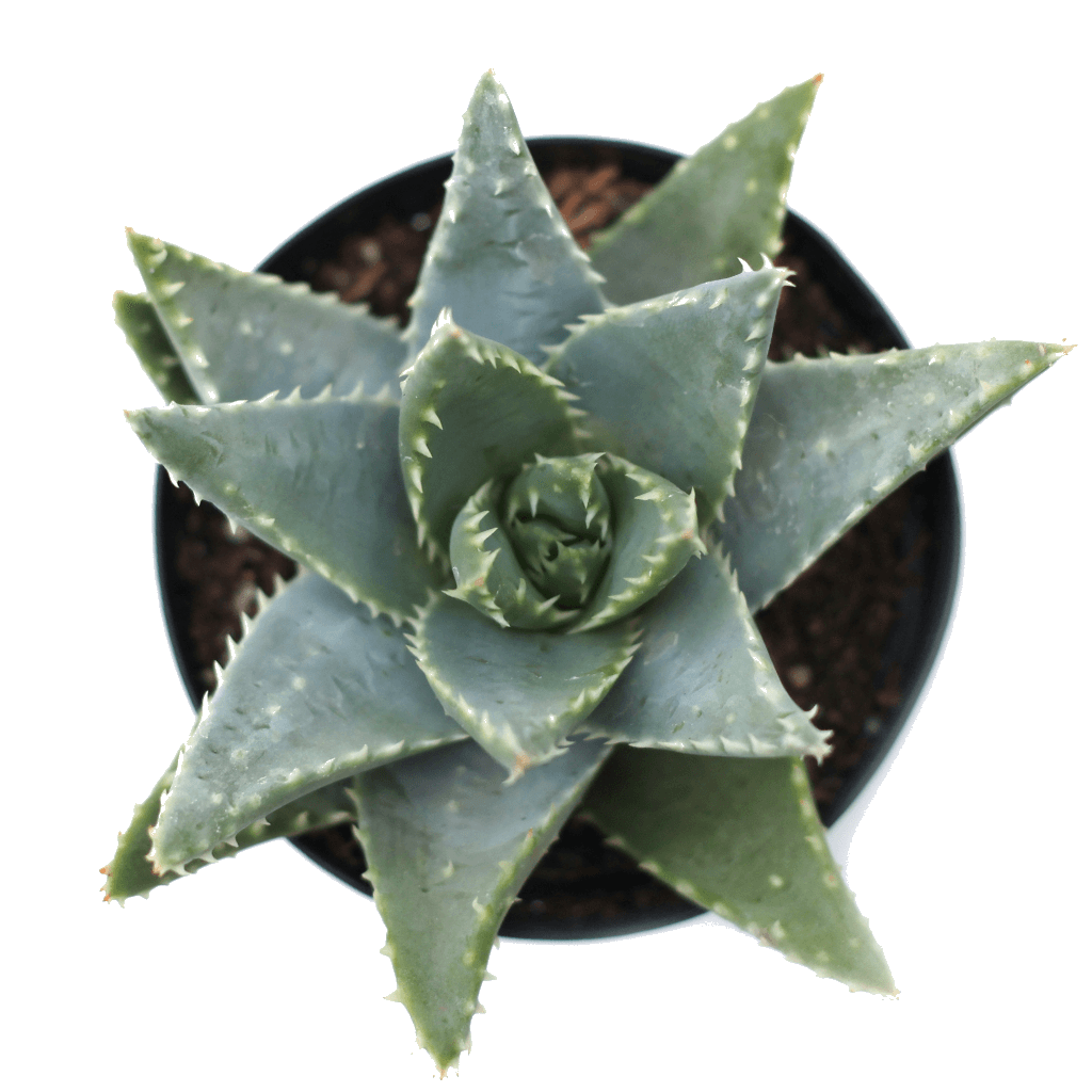 crocodile plant succulent Aloe brevifolia - Short Leaved Aloe