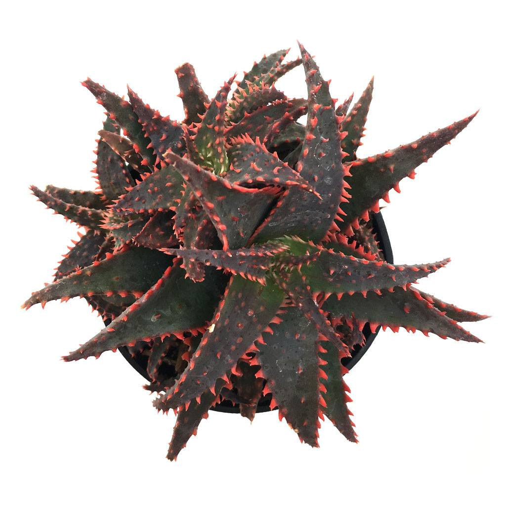 christmas aloe succulent Aloe 'Christmas Sleigh'