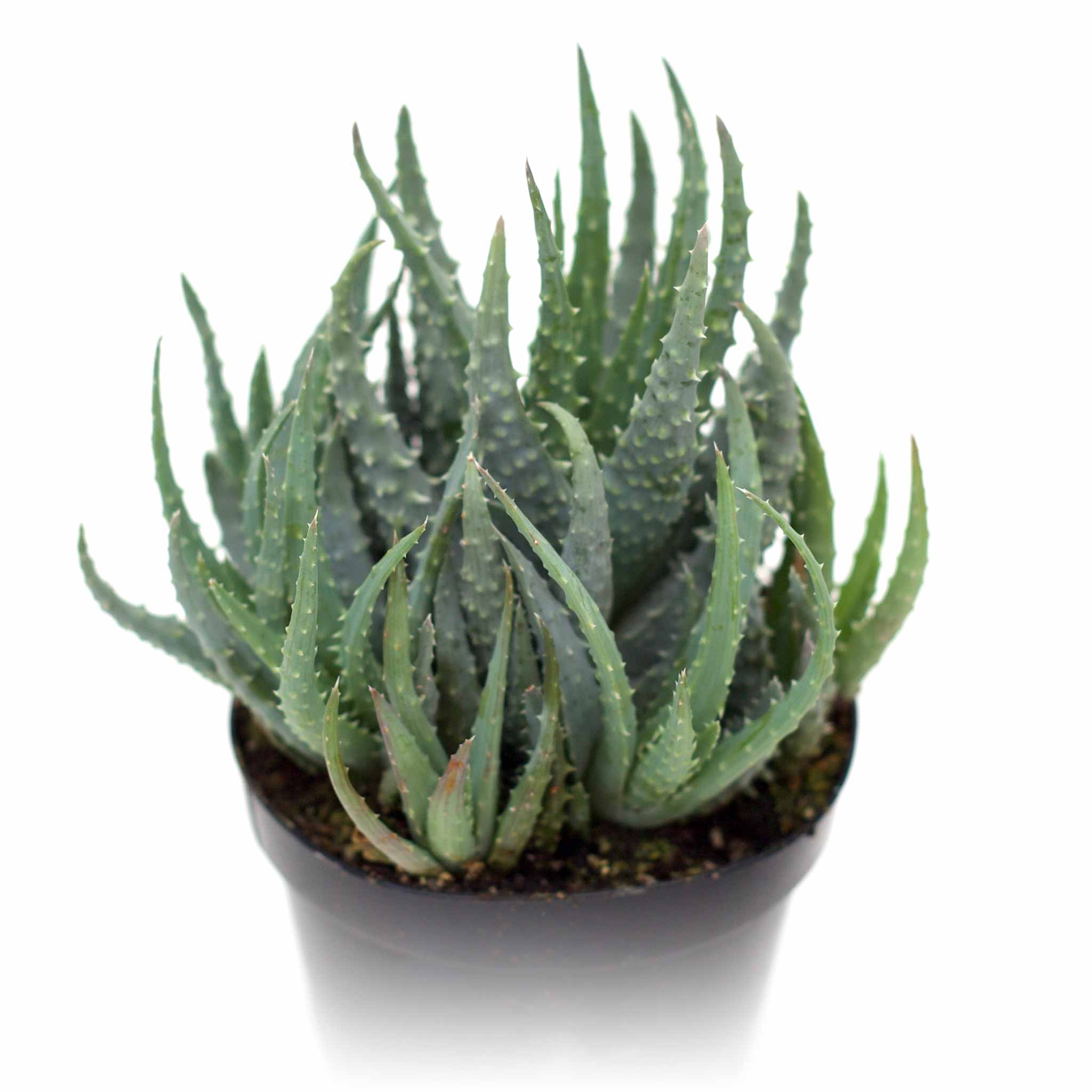 spider aloe plant Aloe humilis 'Spider Aloe'