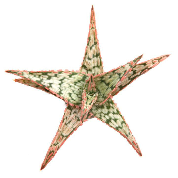 pink blush succulent Aloe 'Pink Blush'