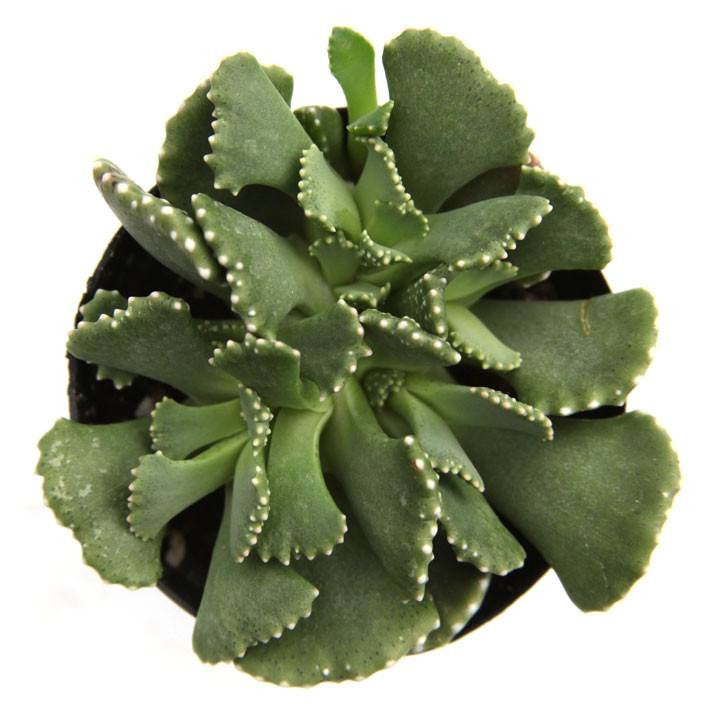 jewel plant succulent Aloinopsis 'Giant Jewel Plant'
