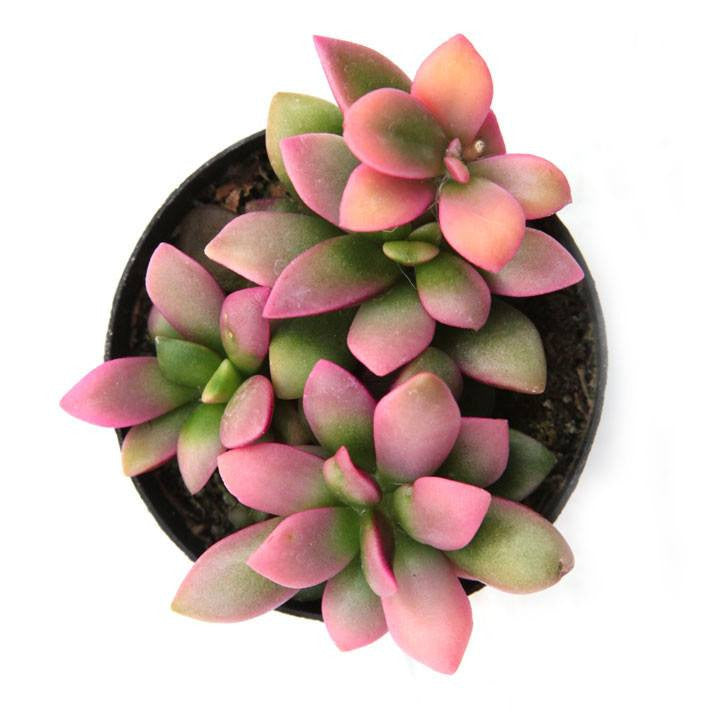 sunrise succulent plant Anacampseros telephiastrum f. variegatum 'Sunrise'