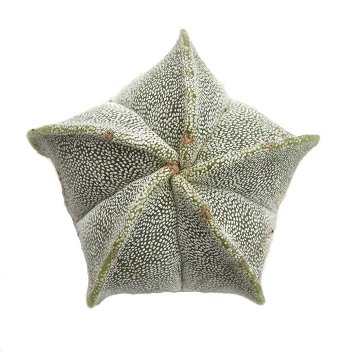 bishop's cap succulent Astrophytum myriostigma - Bishop's Cap