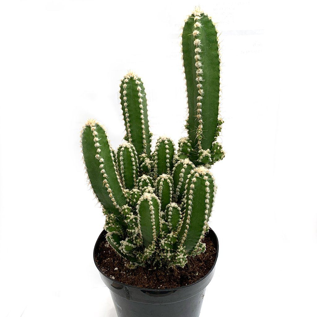 types of fairy castle cactus Acanthocereus tetragonus 'Fairy Castle'