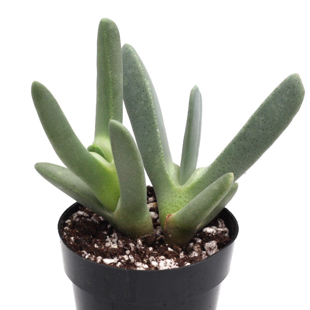 lobster claw succulent care Cheiridopsis candidissima 'Lobster Claws'