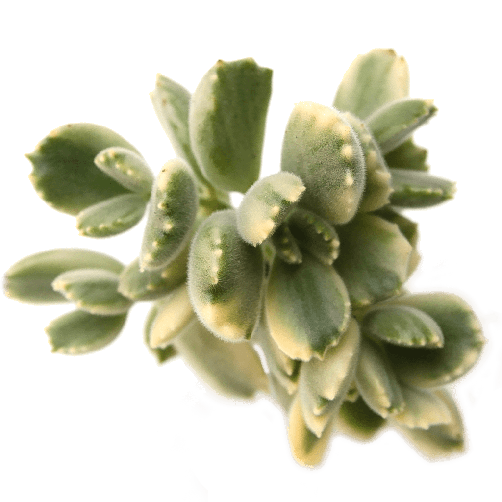 bear paw succulent variegated Cotyledon tomentosa 'Bear's Paw' variegata