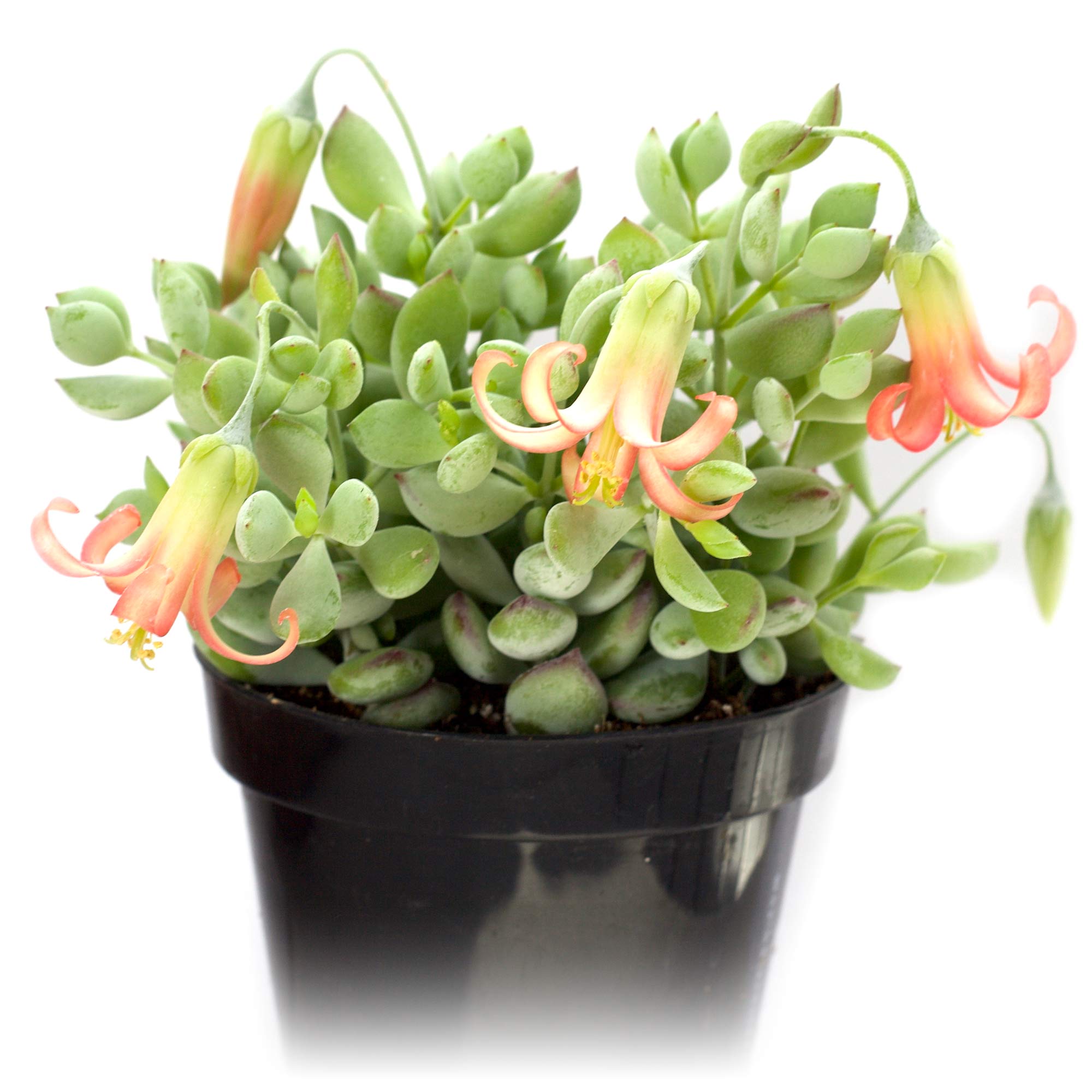succulent cotyledon pendens Cotyledon pendens 'Cliff Cotyledon'
