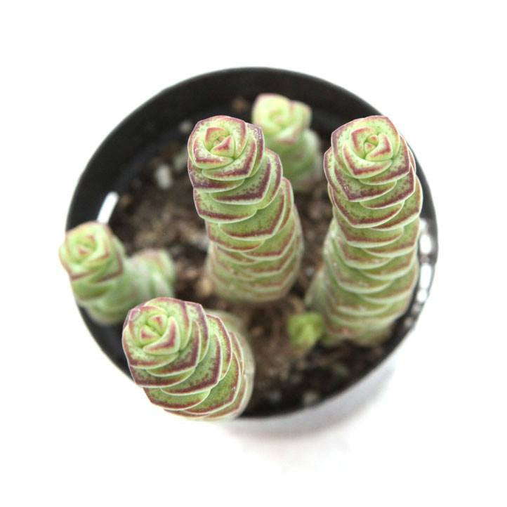 babys necklace succulent Crassula 'Baby's Necklace'