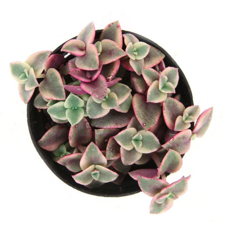 succulent calico kitten Crassula marginalis rubra Variegata 'Calico Kitten' 2 Inch