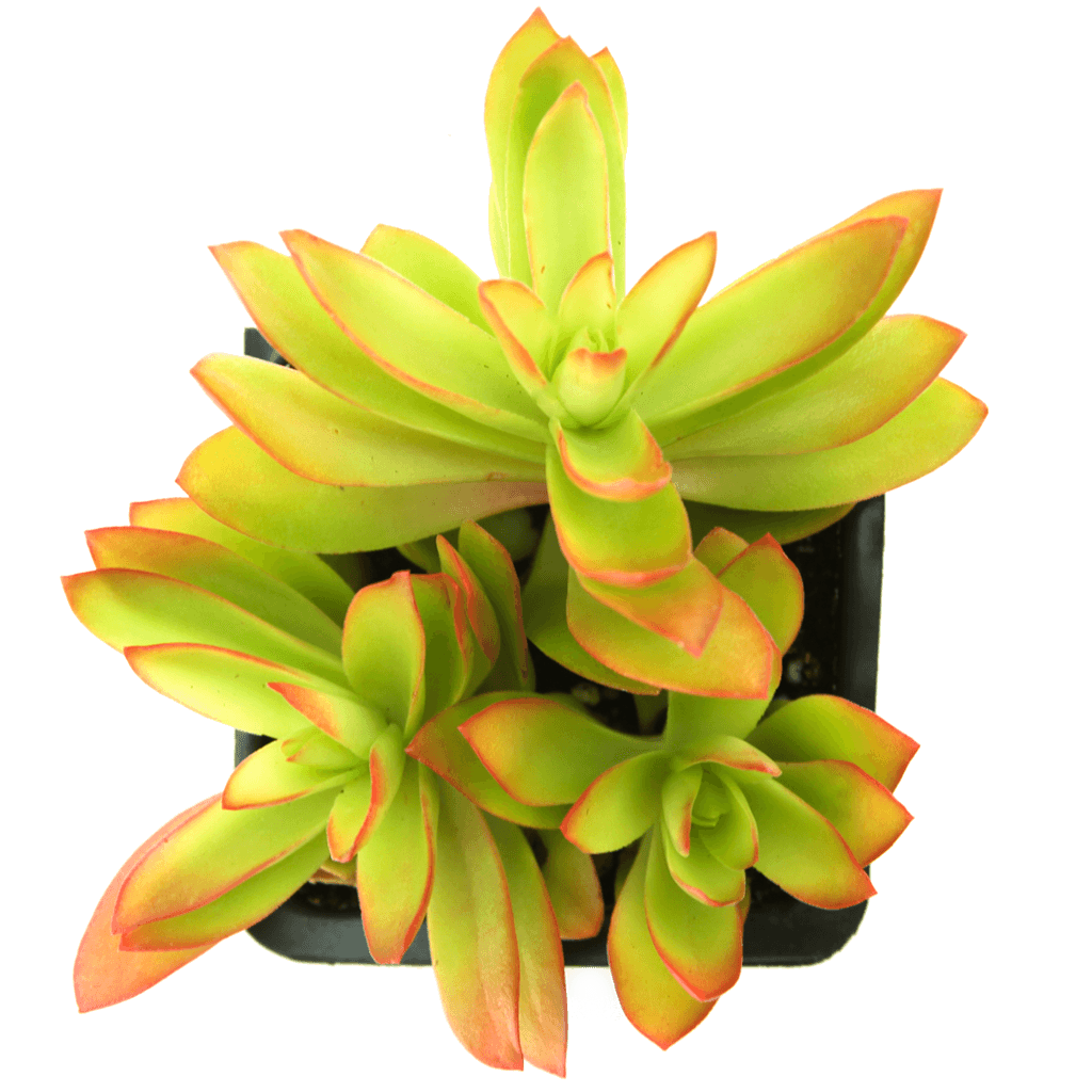 campfire succulent Crassula 'Campfire'