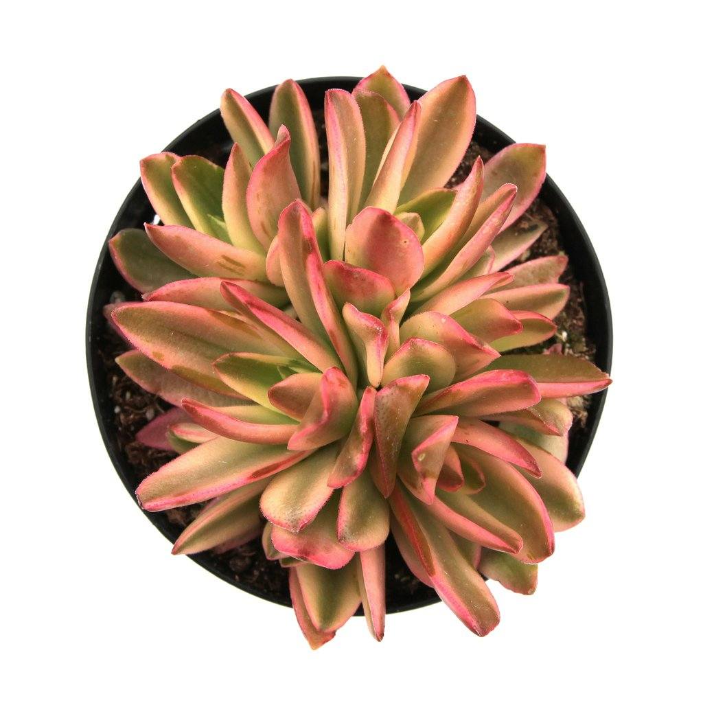 crassula capitella campfire succulent Crassula capitella 'Campfire' variegata