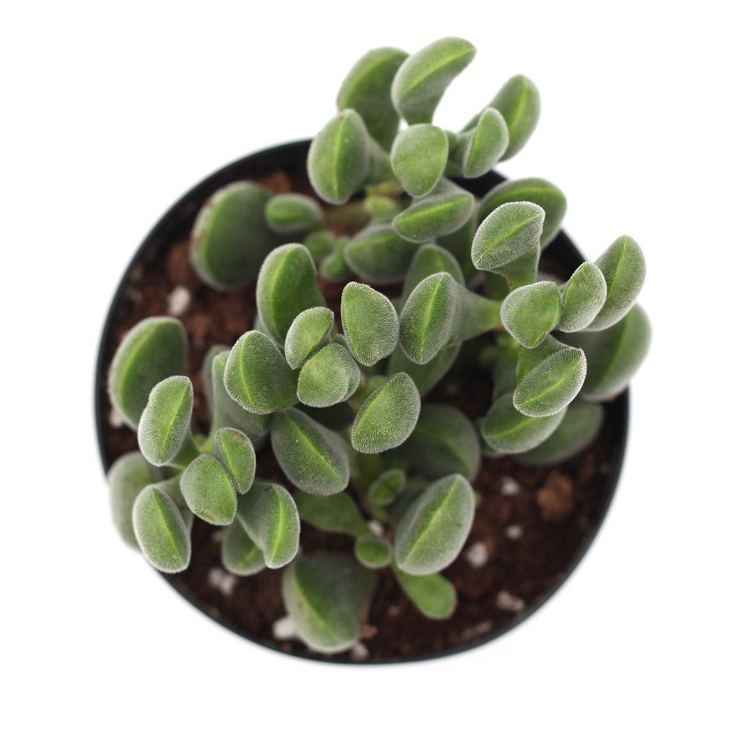 succulent that looks like green beans Crassula rogersii