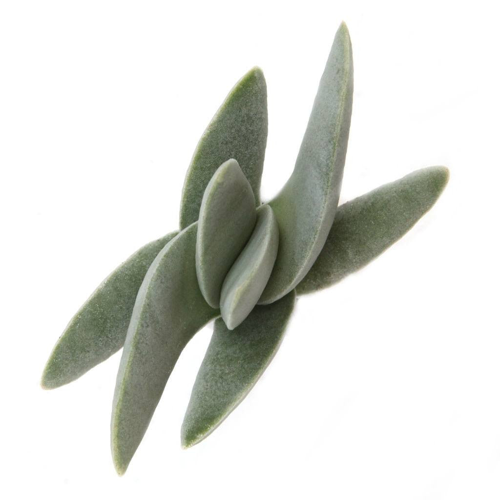 propeller succulent plant Crassula falcata 'Propeller Plant'