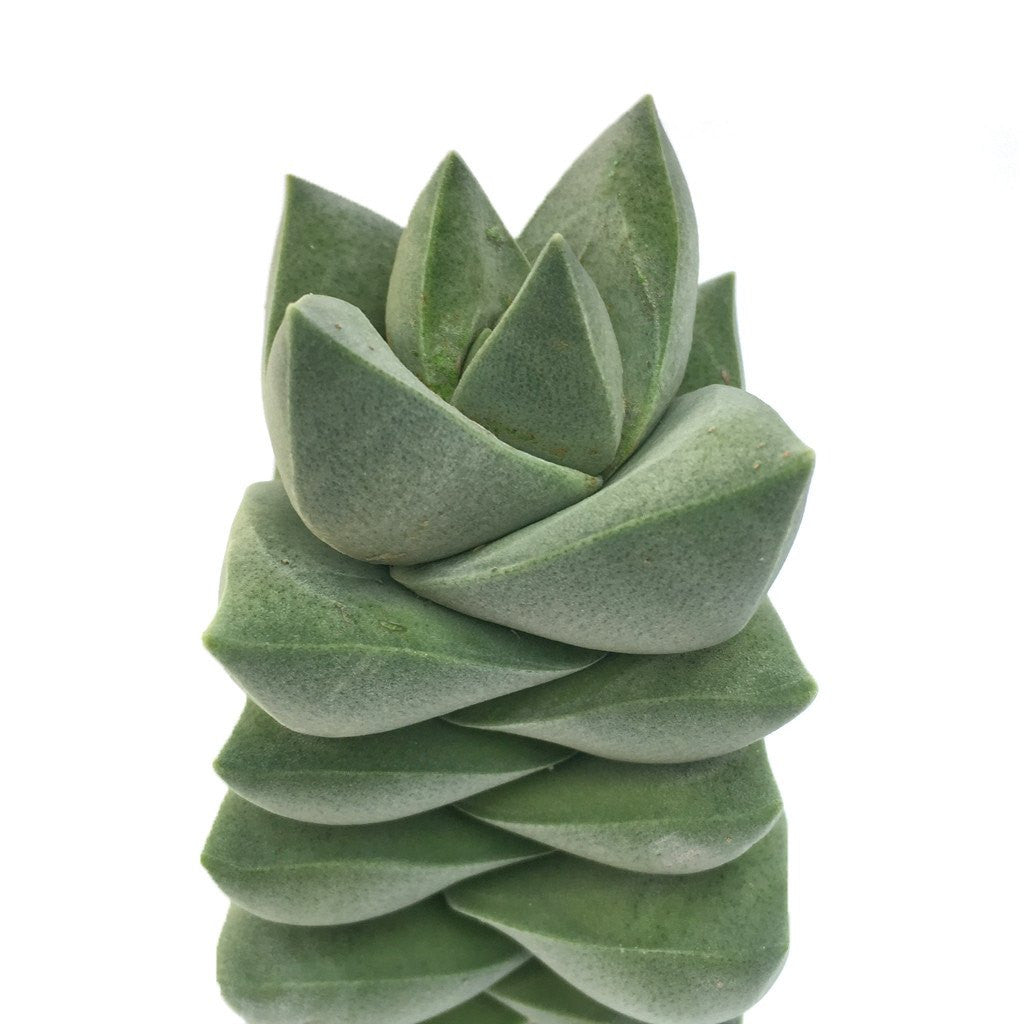 moonglow succulent Crassula Moonglow Succulent for Sale