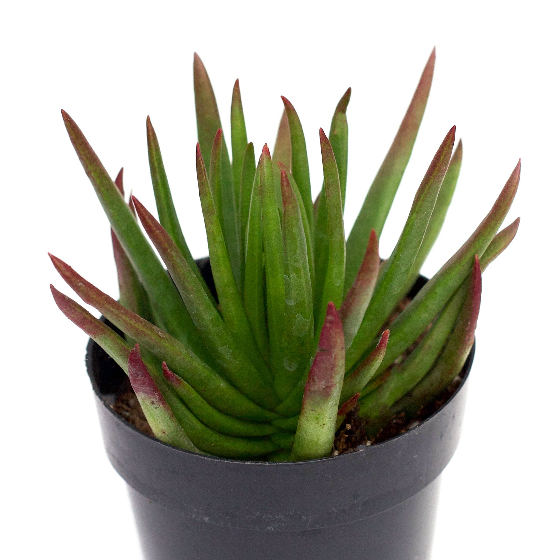 devil succulent Crassula nudicaulis 'Devil's Horns'
