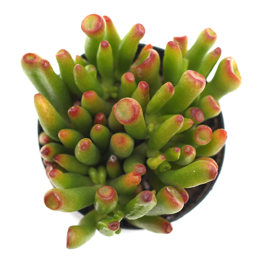 tube shaped succulent Crassula ovata 'Gollum'