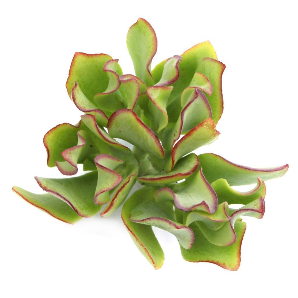 wave jade plant Crassula undulatifolia 'Ripple Jade'
