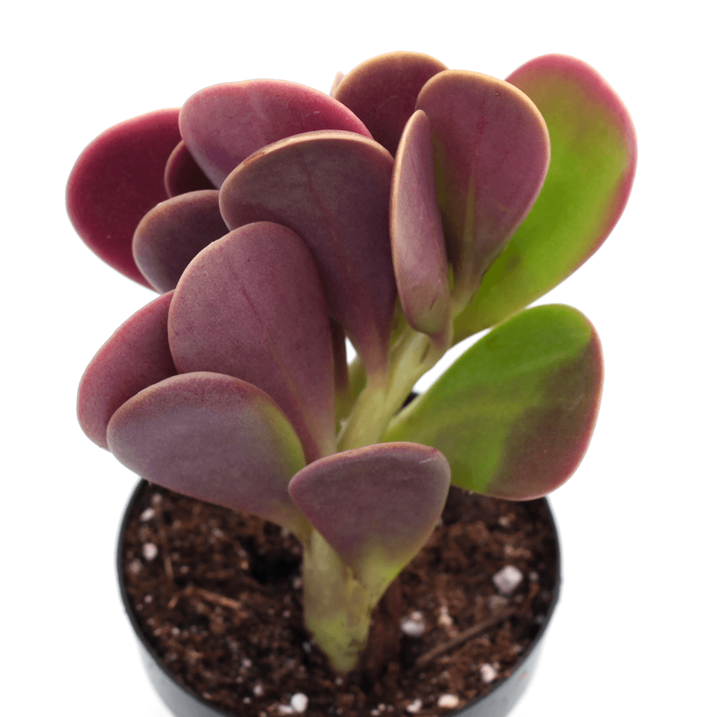 purple jade succulent Senecio jacobsenii 'Trailing Jade'