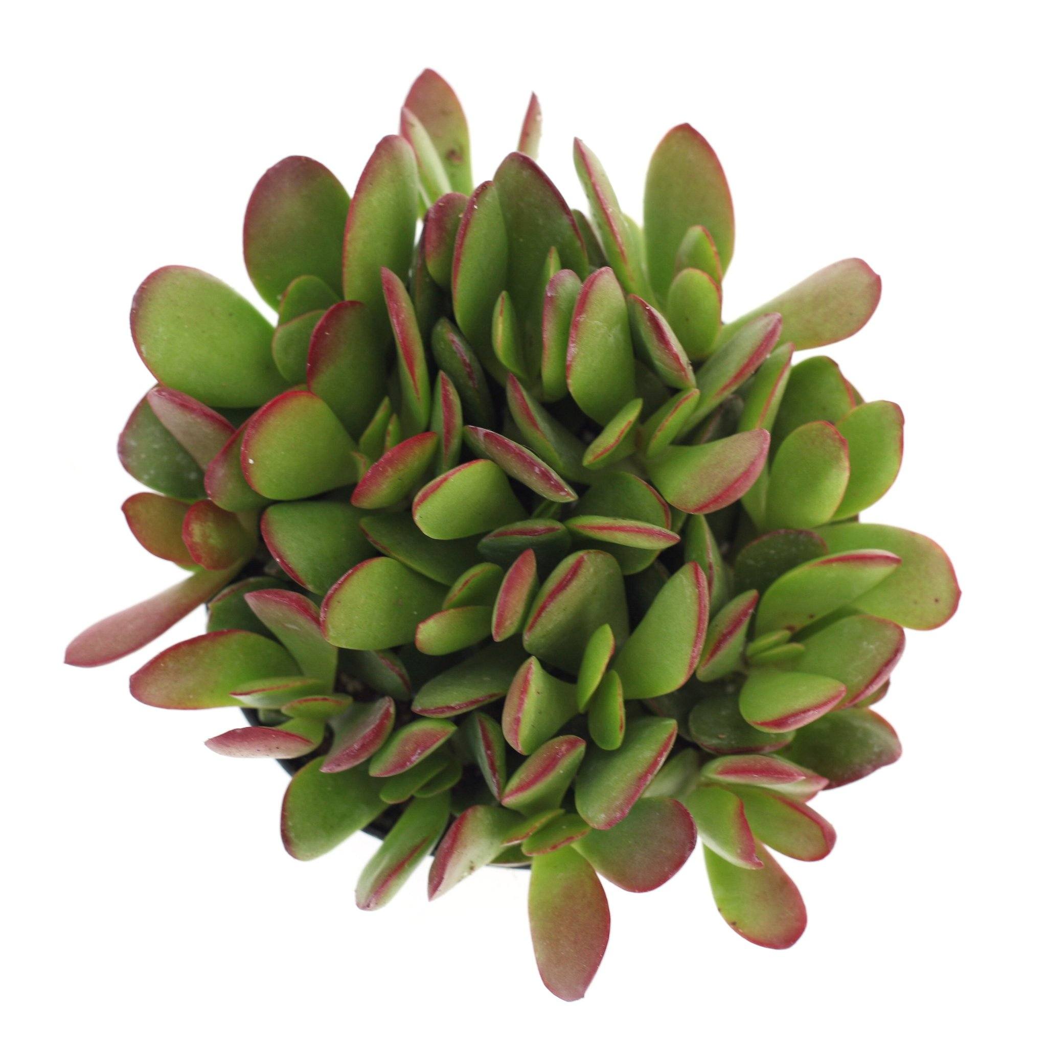 butterfly bush succulent Crassula rubricaulis 'Butterfly Bush'