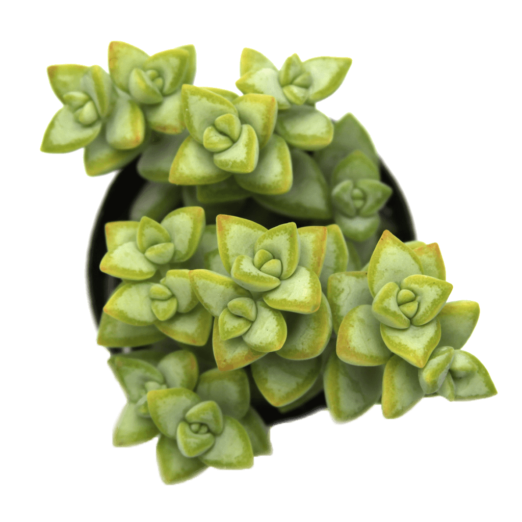 succulent rosary plant Crassula rupestris 'Rosary Vine' 2 Inch