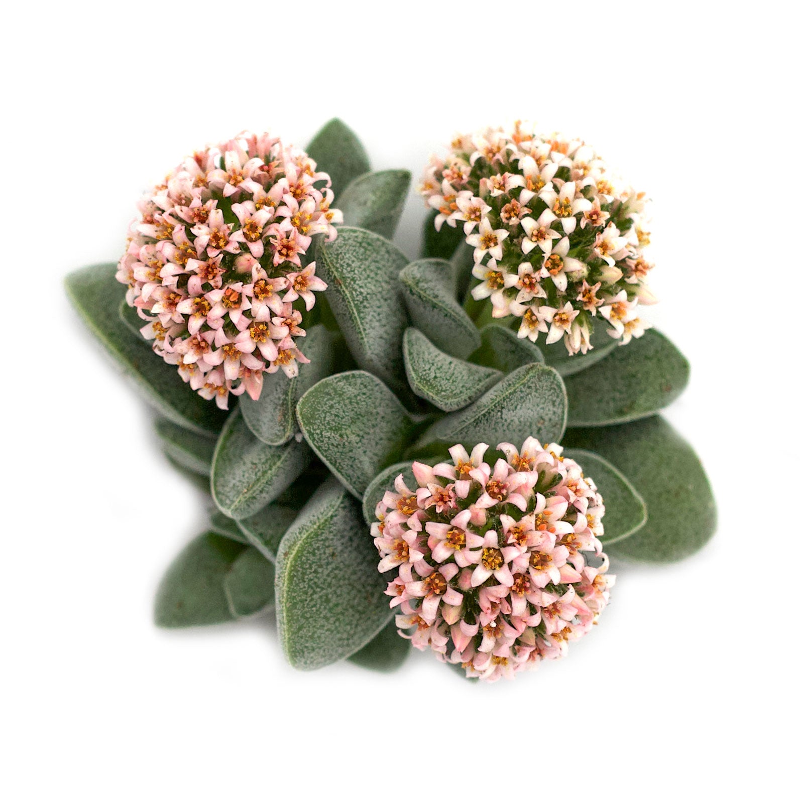 silver springtime succulent Crassula 'Silver Springtime'