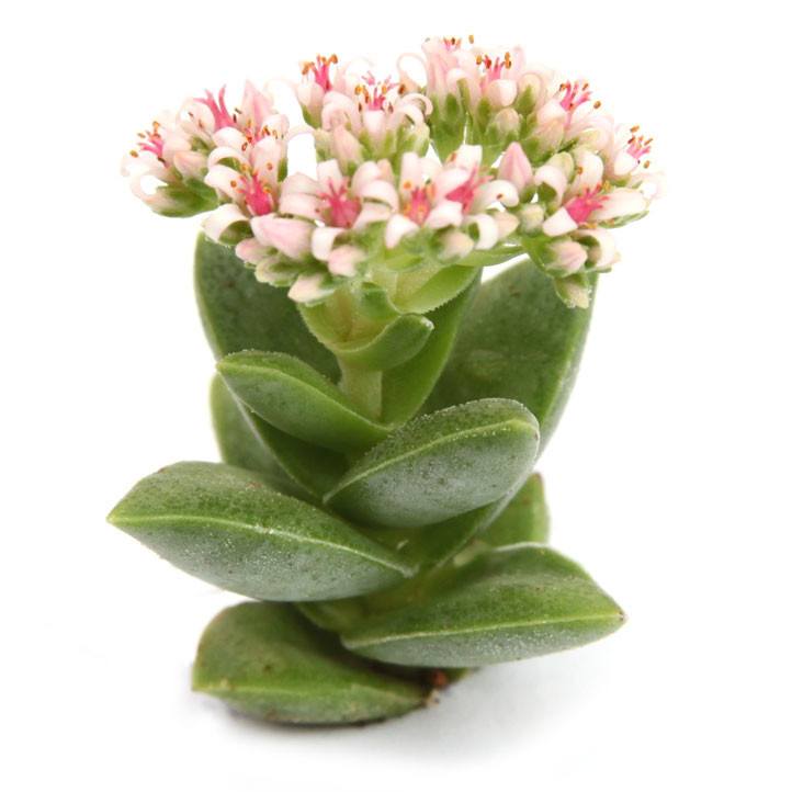 succulent crassula Crassula 'Springtime'