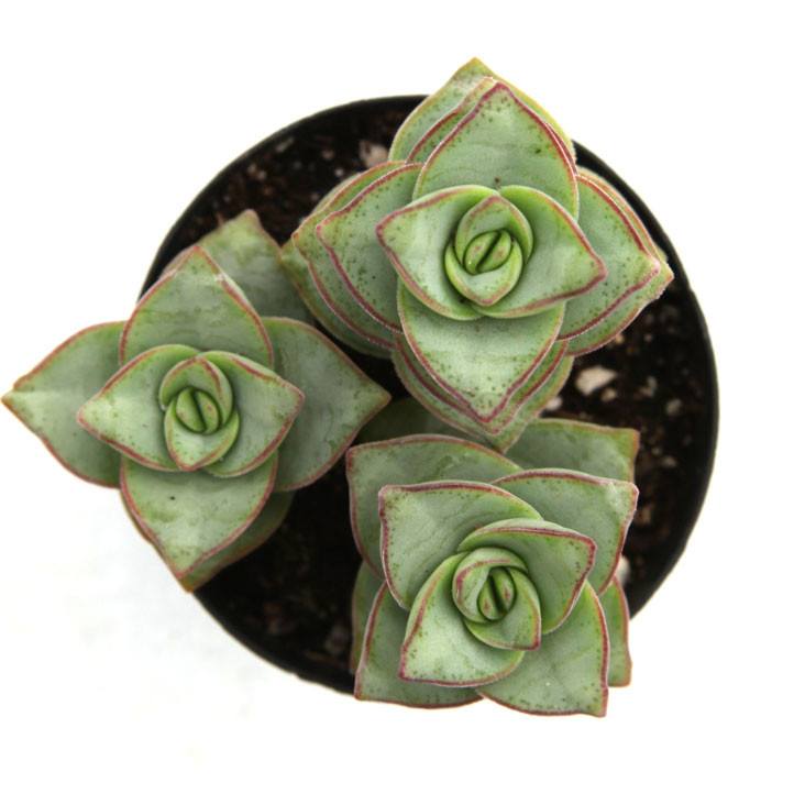 triangle leaf succulent Crassula Ivory Towers Crassula Conjuncta Succulent For Sale 2 inch / Clay Pot by Succulents Box