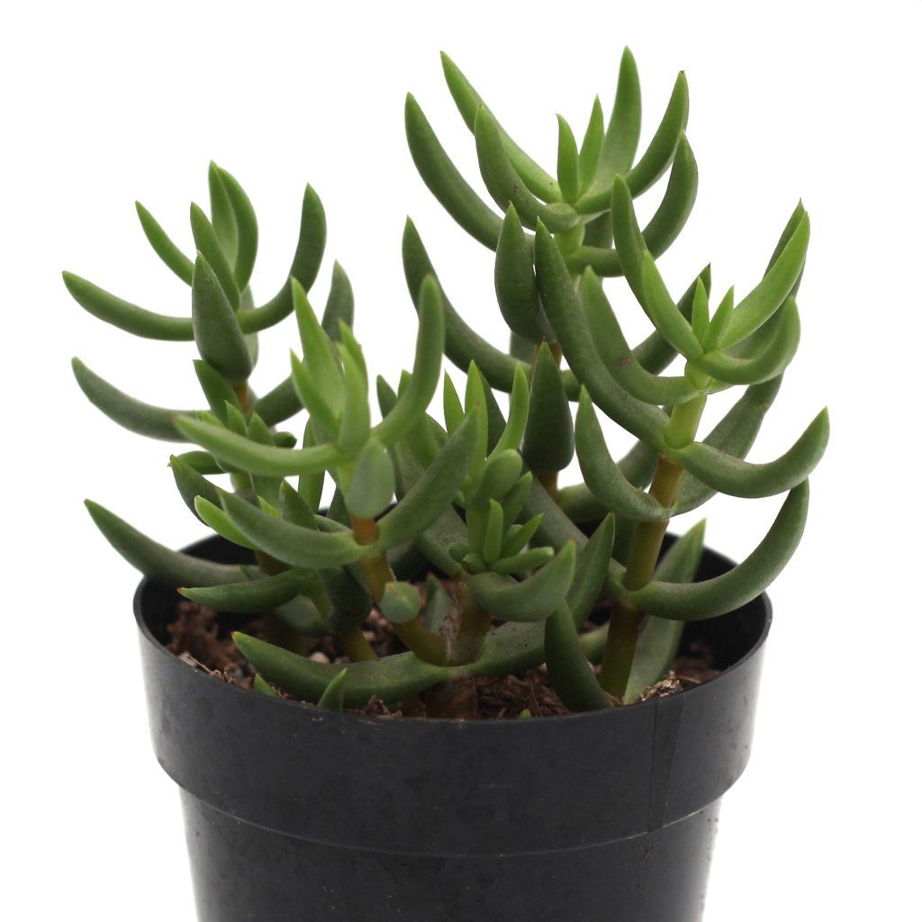 succulent pine Crassula tetragona 'Miniature Pine Tree'