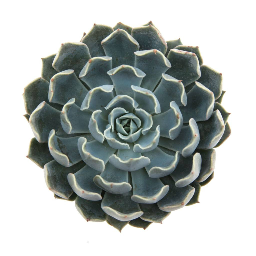 allegra succulent Echeveria 'Allegra'