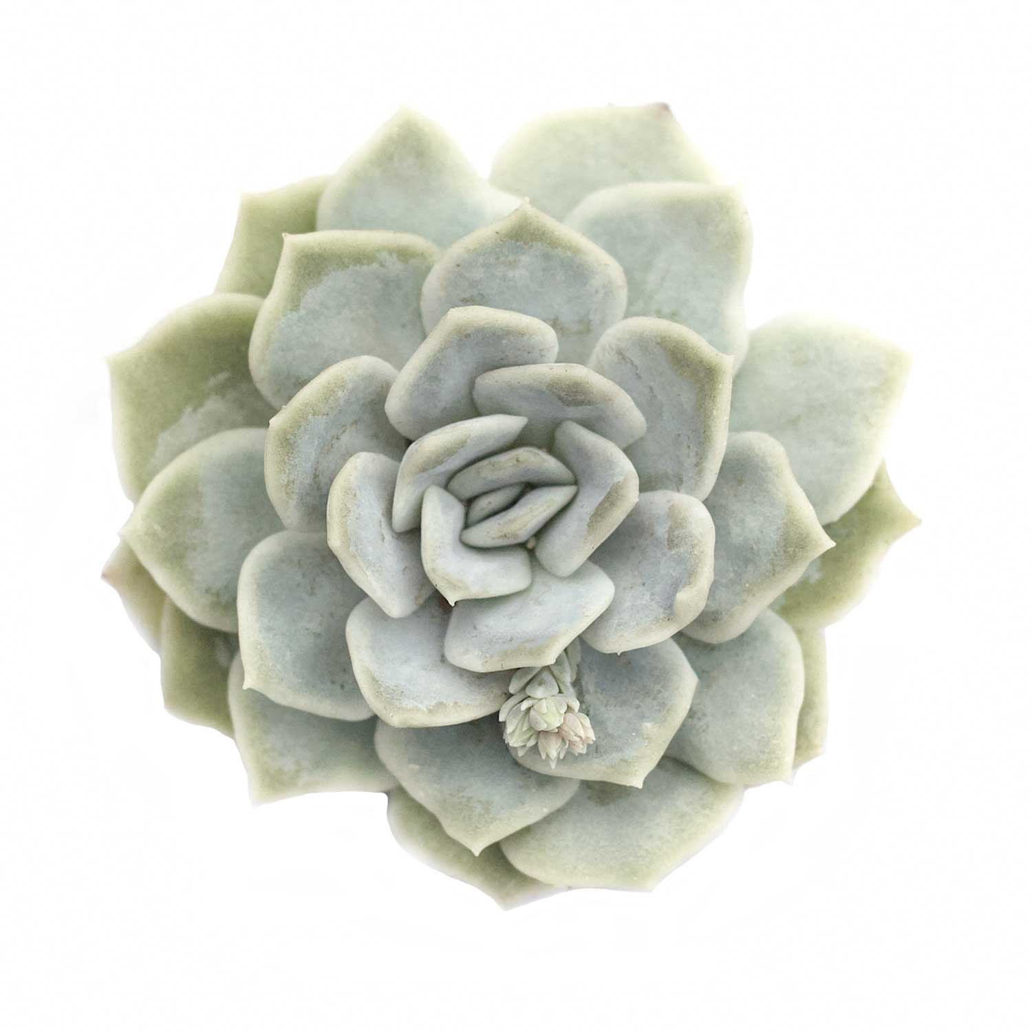arctic ice succulent care Echeveria 'Arctic Ice'
