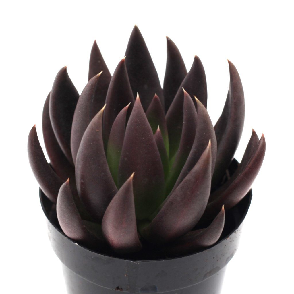 black knight succulent plant Echeveria 'Black Knight'