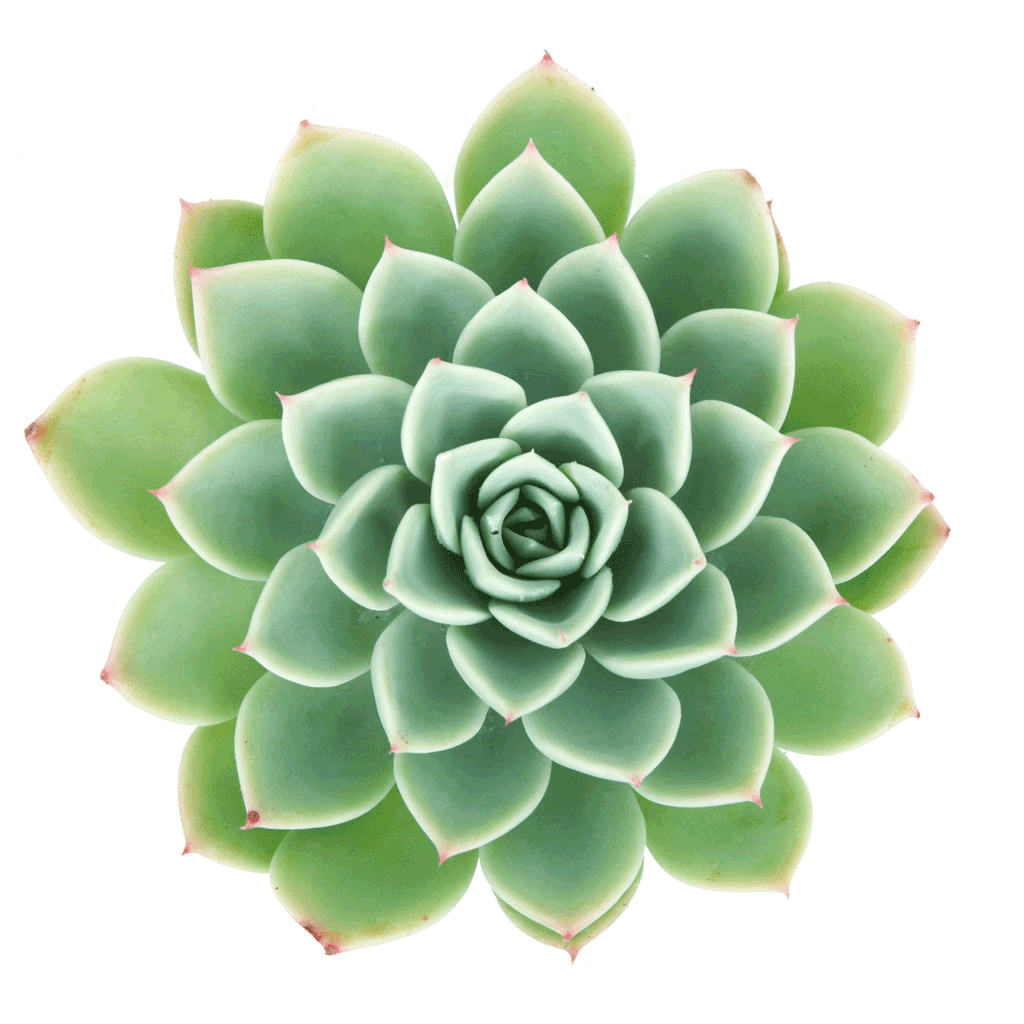 blue atoll succulent Echeveria Blue Atoll 2 inch