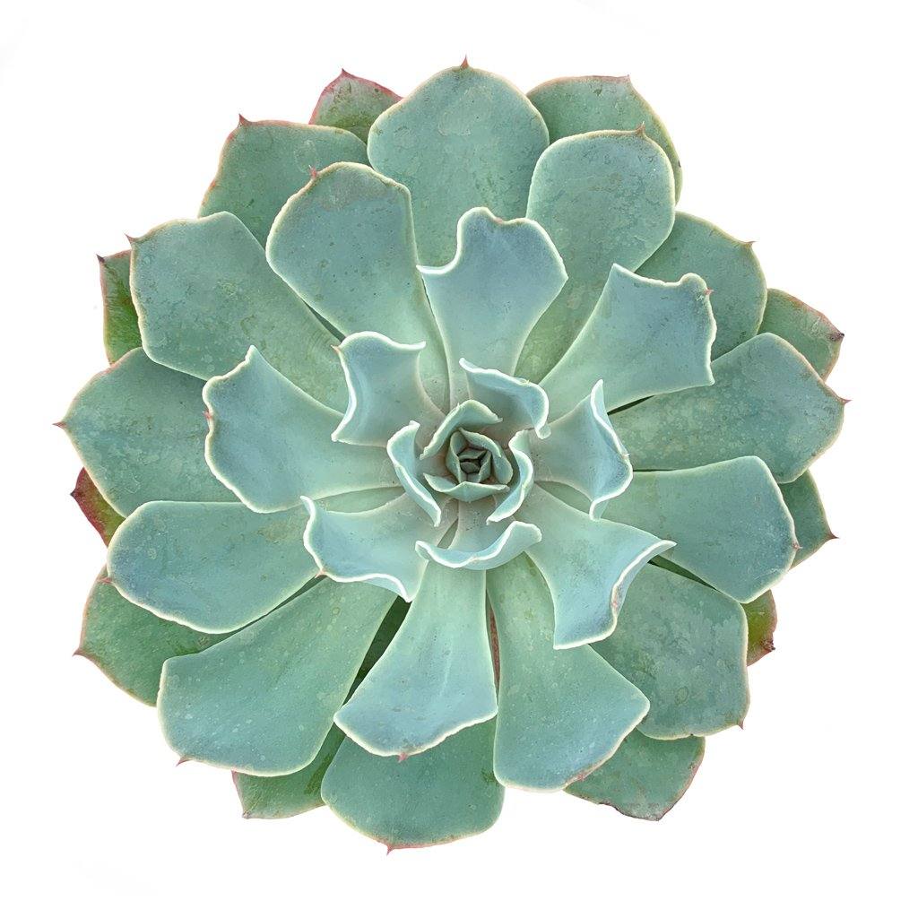 blue fairy succulent Echeveria 'Blue Frills'