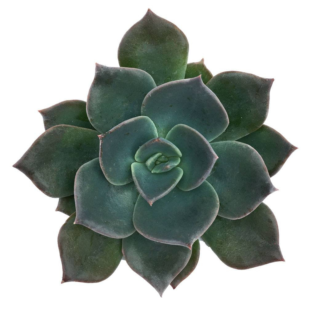 echeveria green prince succulent Echeveria 'Blue Prince' 4”