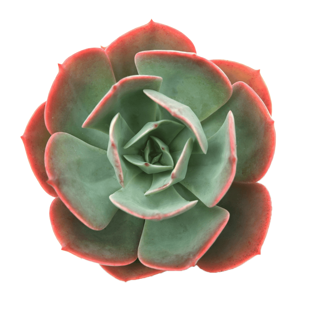 echeveria blue sky succulent plant Echeveria 'Blue Sky'