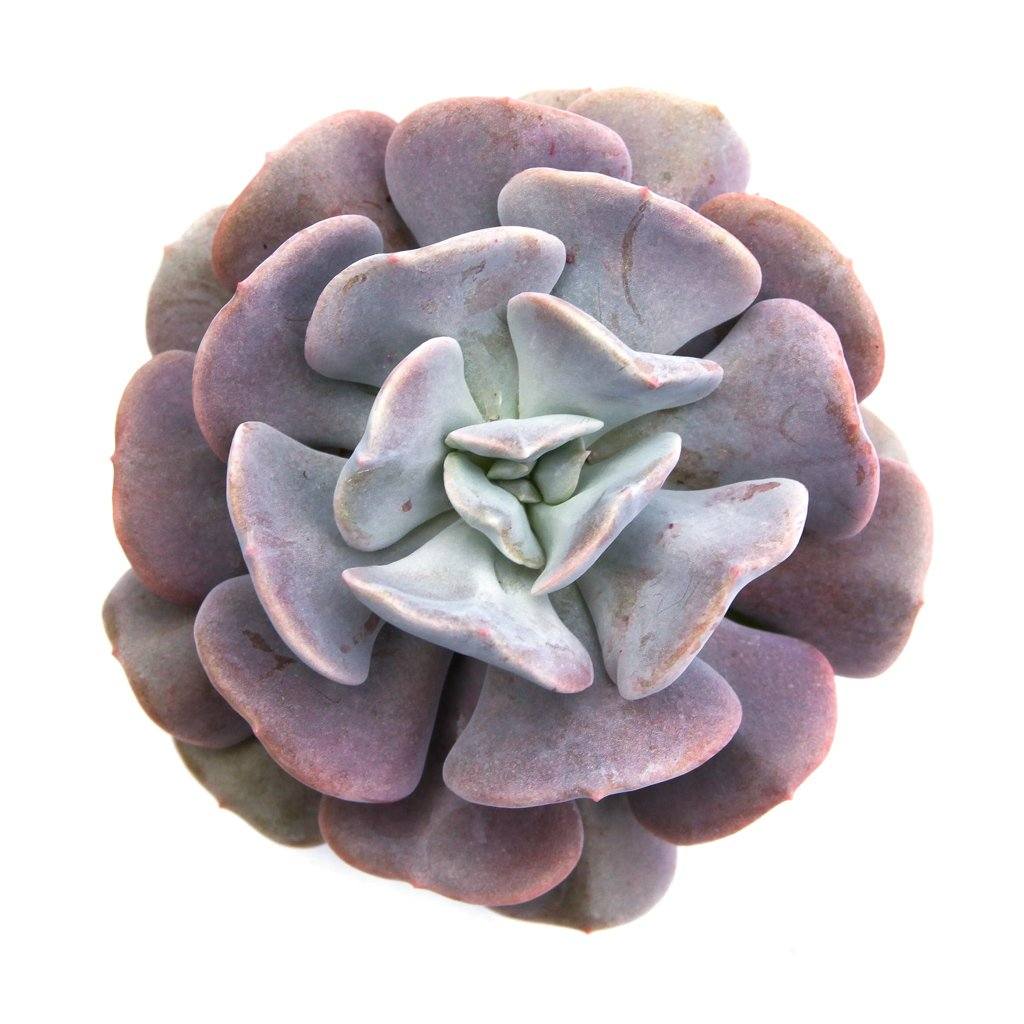 cubic succulent Echeveria 'Cubic Frost™' PPAF