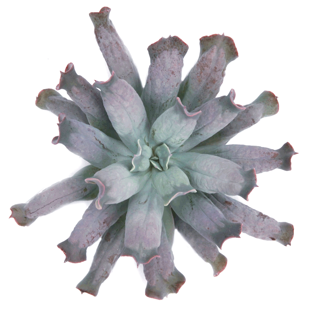 echeveria culibra succulent Echeveria 'Culibra'