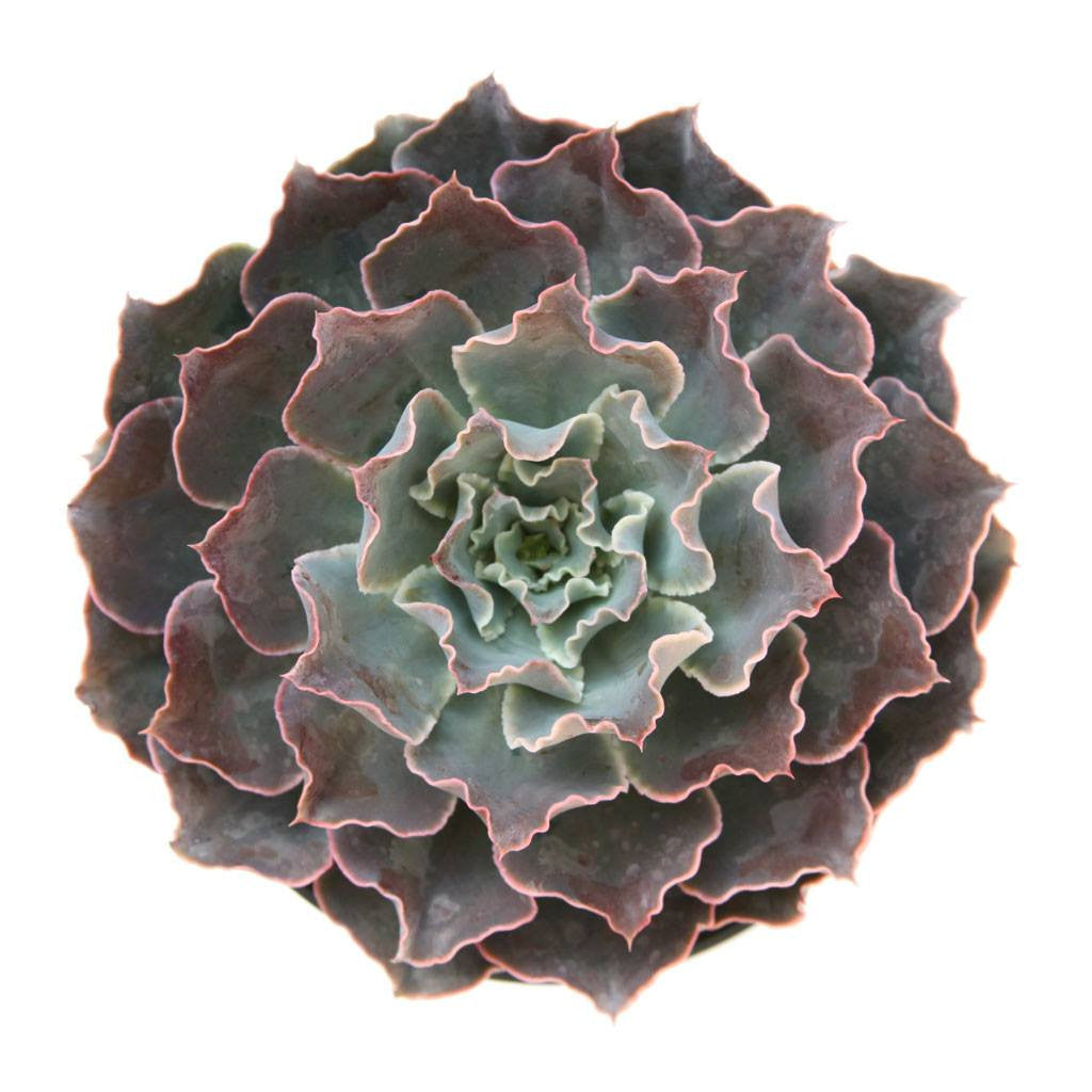 domingo succulent Echeveria 'Water Ripple'