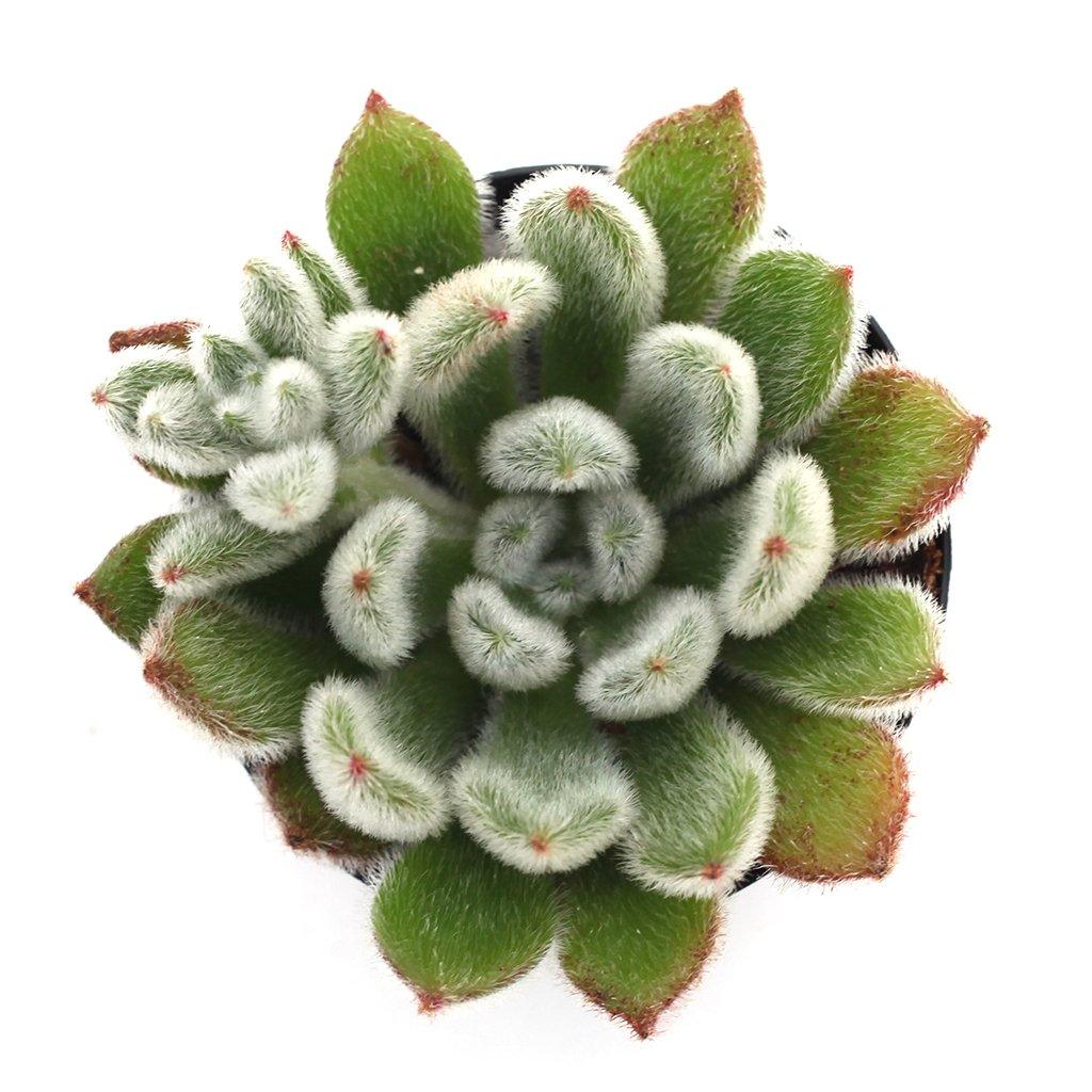 succulent doris taylor Echeveria 'Doris Taylor'