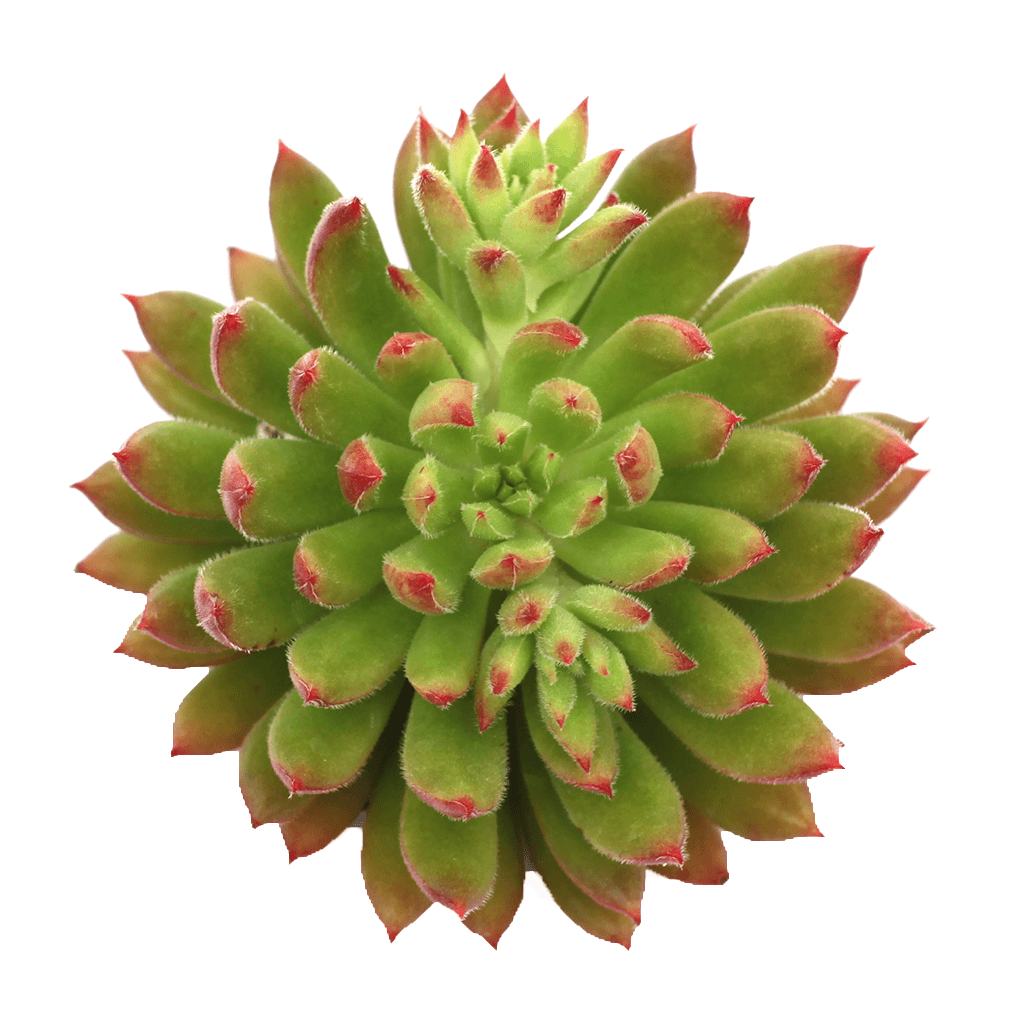 spruce oliver succulent Echeveria 'Spruce Oliver'