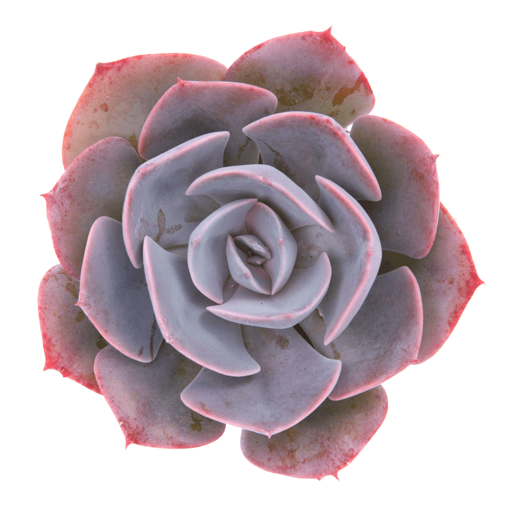 rock rose succulent Echeveria 'Dusty Rose' 4”