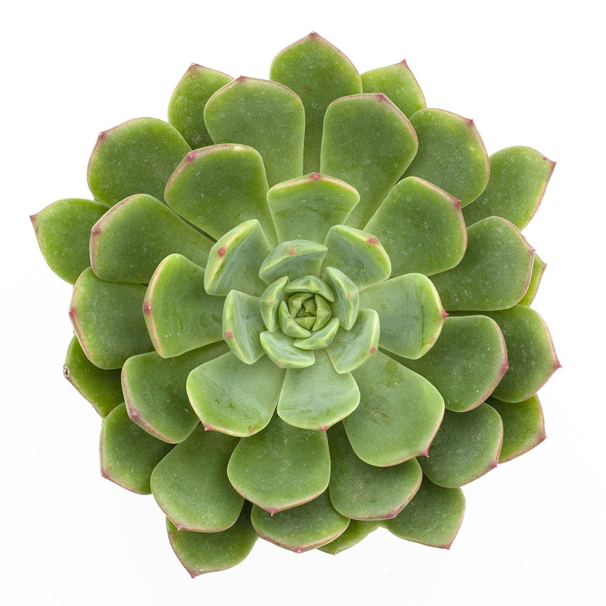 succulent e Echeveria 'Elfstone'