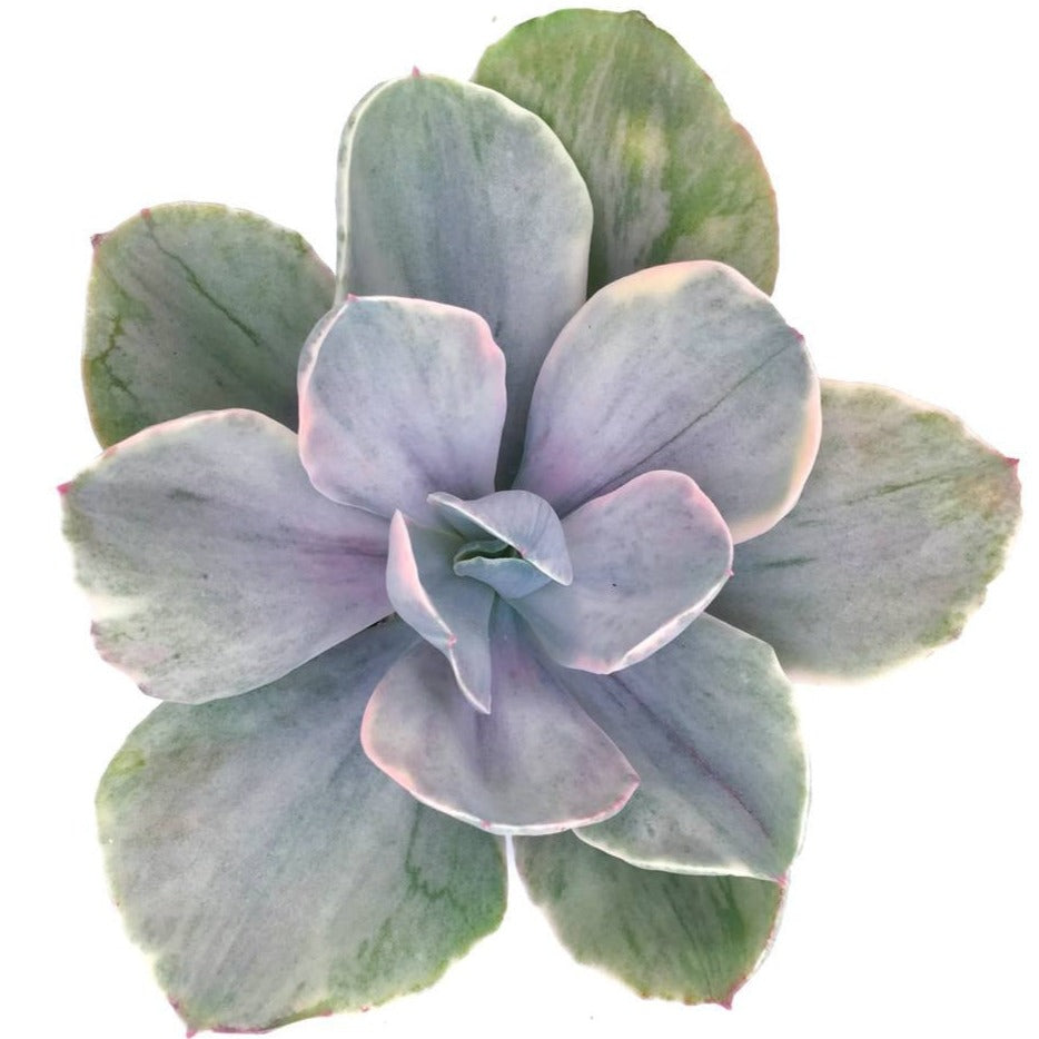 decora succulent Echeveria gibbiflora 'Decora' variegata
