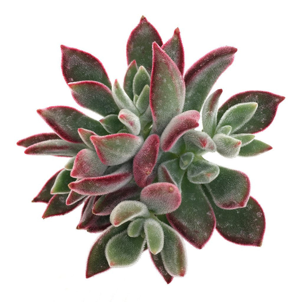 red slipper succulent Echeveria harmsii 'Ruby Slippers'