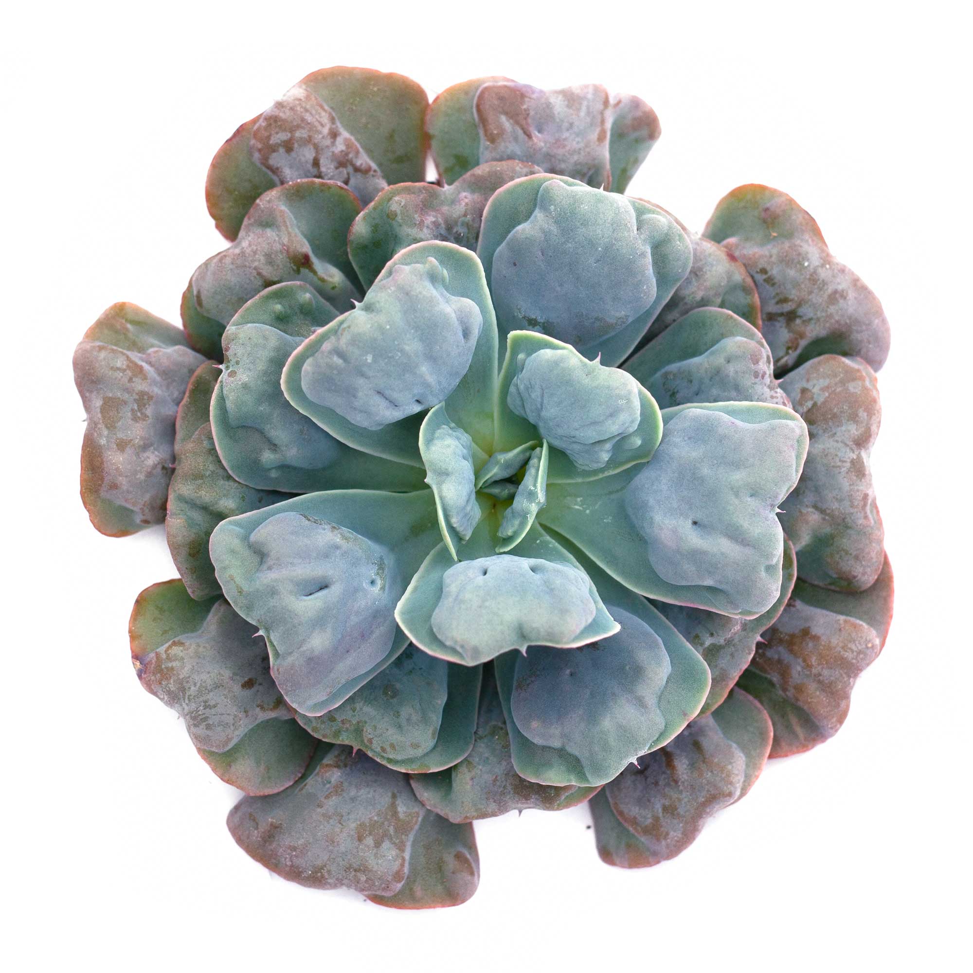 heart delight succulent Echeveria 'Hearts Delight'