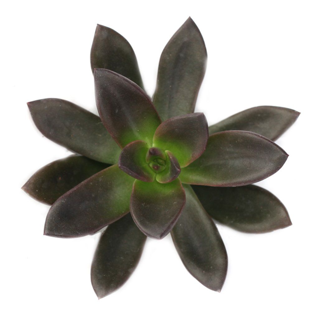black licorice succulent Echeveria 'Tinta'