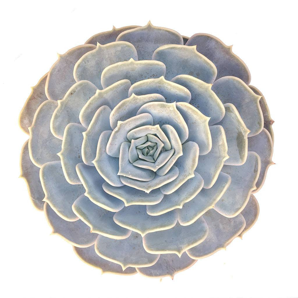 pollux succulent Echeveria 'Pollux'