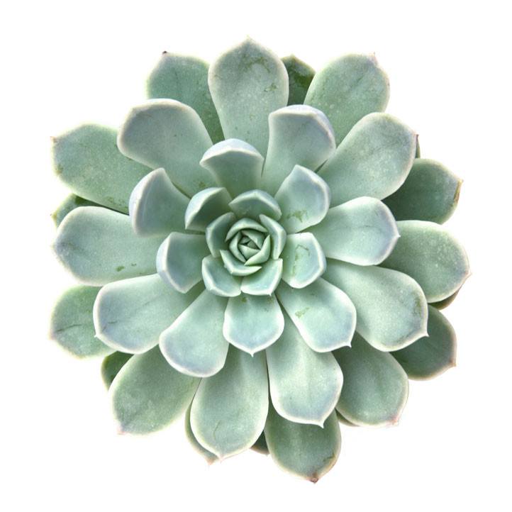 mexican succulent plant Echeveria Elegans Mexican Snowballs Succulent